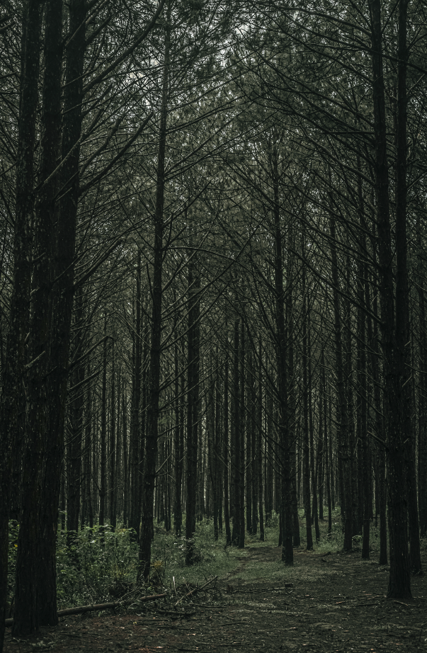 Nourishing Teakwood 20 oz Liquid Hand Soap