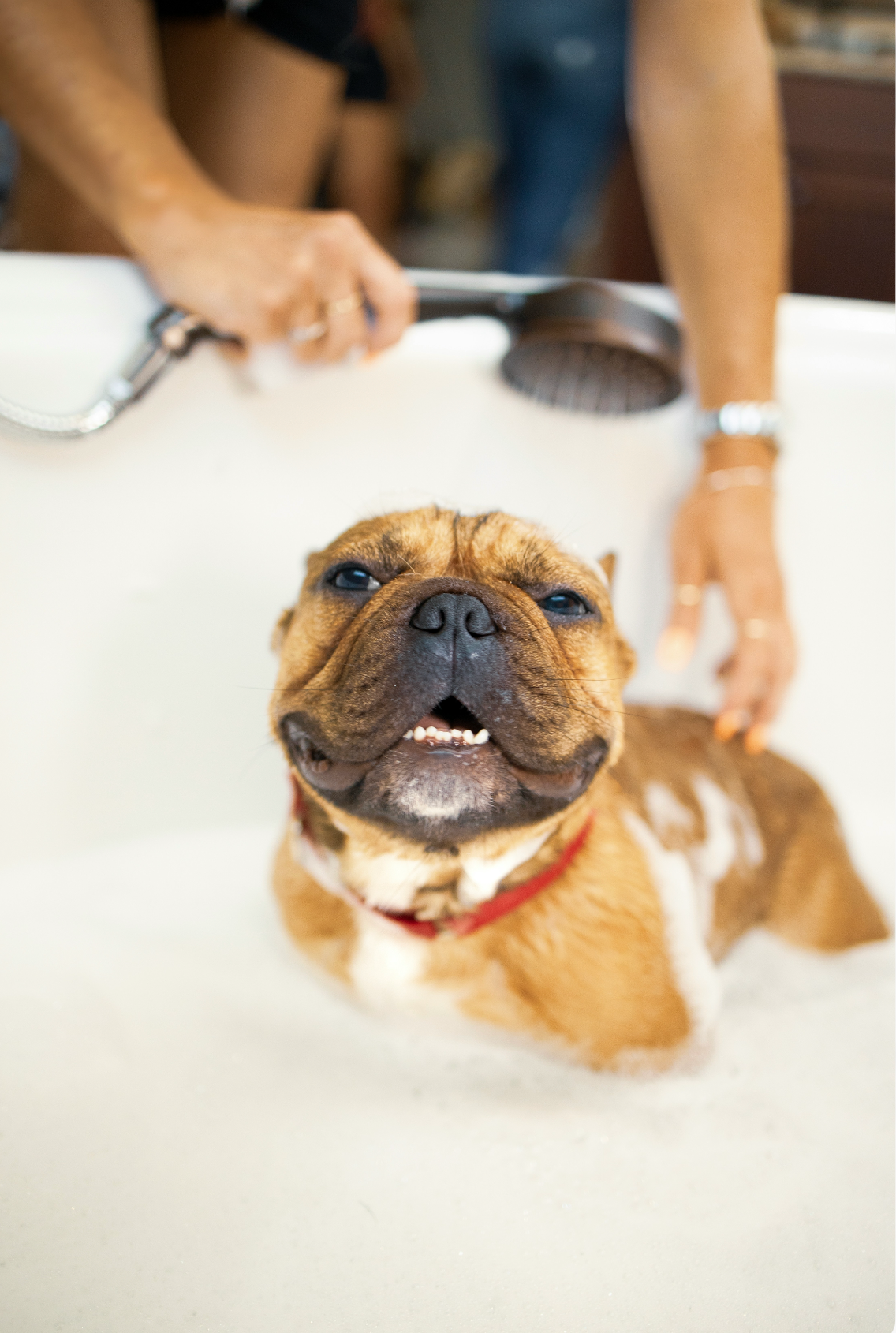 Nourishing Sand + Paws Pet Shampoo & Conditioner - Honeysuckle