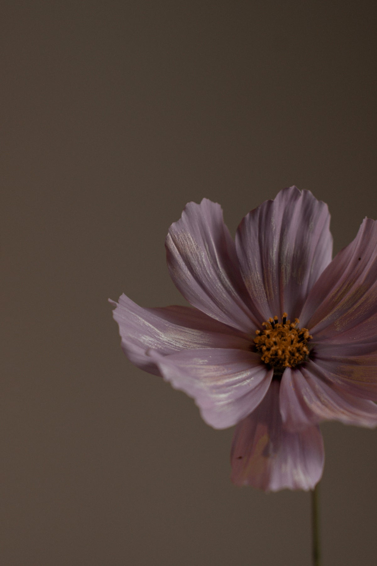 Nourishing Violet Sandalwood Body Lotion