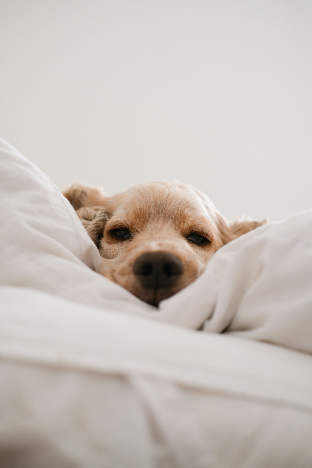 Premium Laundry Day 9.35 oz Gel Scent Beads