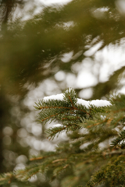 Cozy Pine & Sage 21 oz scented candle