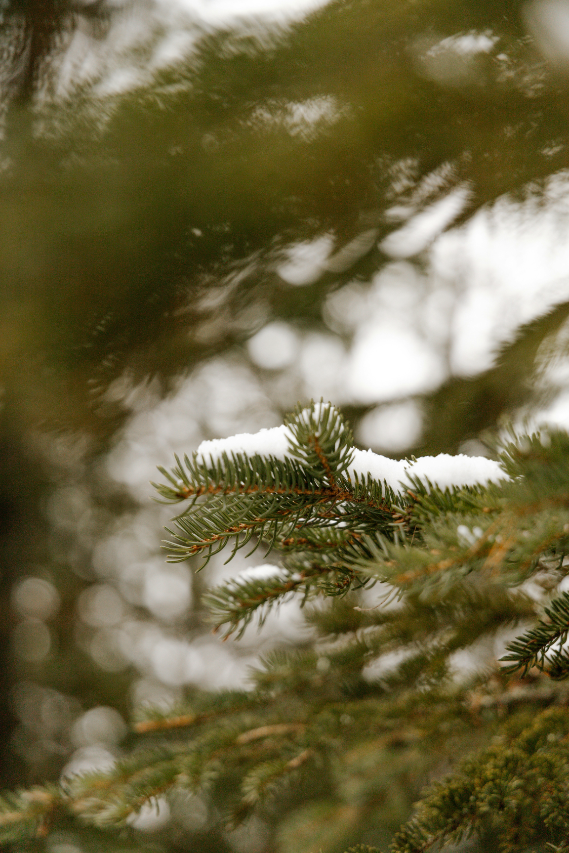 Cozy Pine & Sage 24 oz scented candle