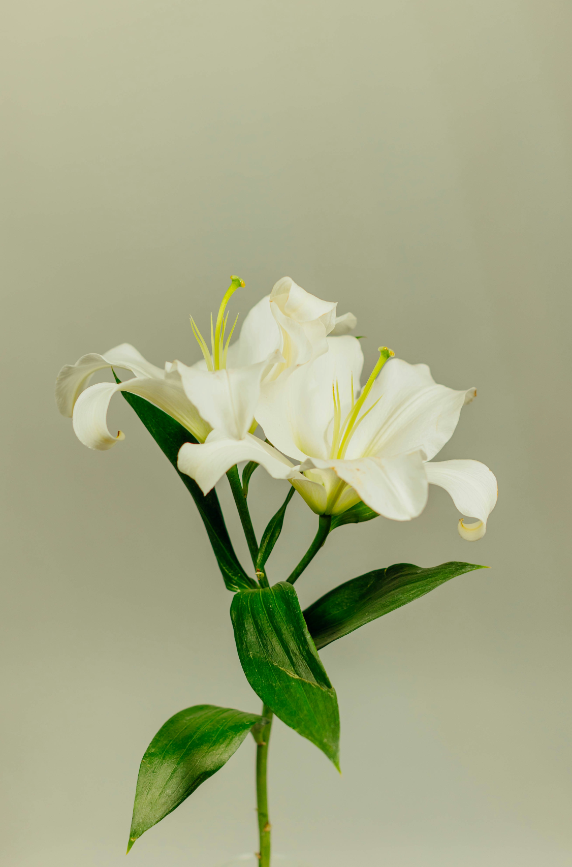 Cozy Gardenia Natural Home 7 oz scented candle