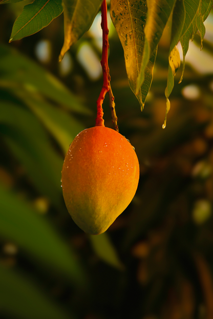 Refreshing Guava Mango 25.4 oz All-Purpose Spray Cleaner