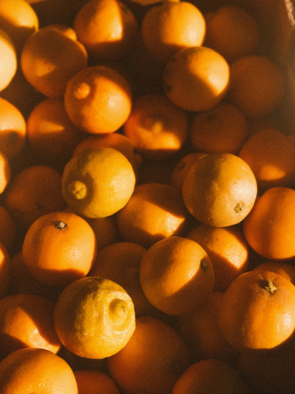 Cozy Sand + Paws Golden Citrus 12 oz scented candle