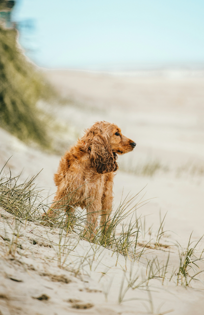 Cozy Sand + Paws Sun-n-Fun 12 oz scented candle
