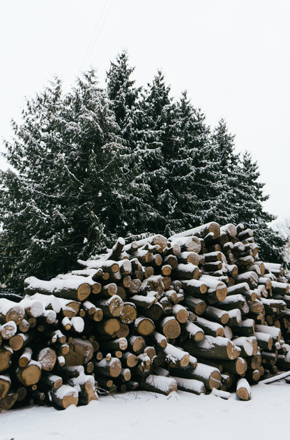Cozy Firewood & Silver Fir 6 oz scented candle