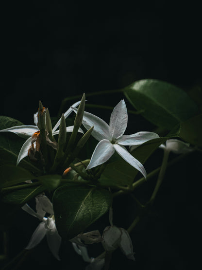 Aromatic Jasmine & Cedarwood 120 ml Reed Diffuser